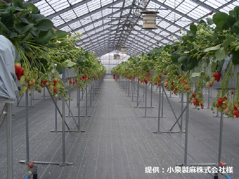 ルンルンシート（白×黒）をイチゴの栽培に使用している写真です。